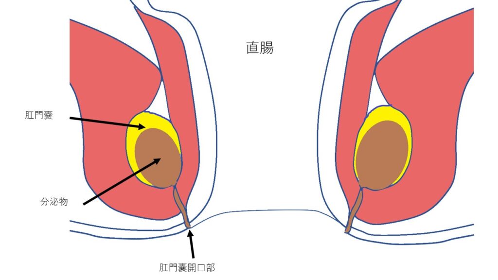 肛門腺　解剖